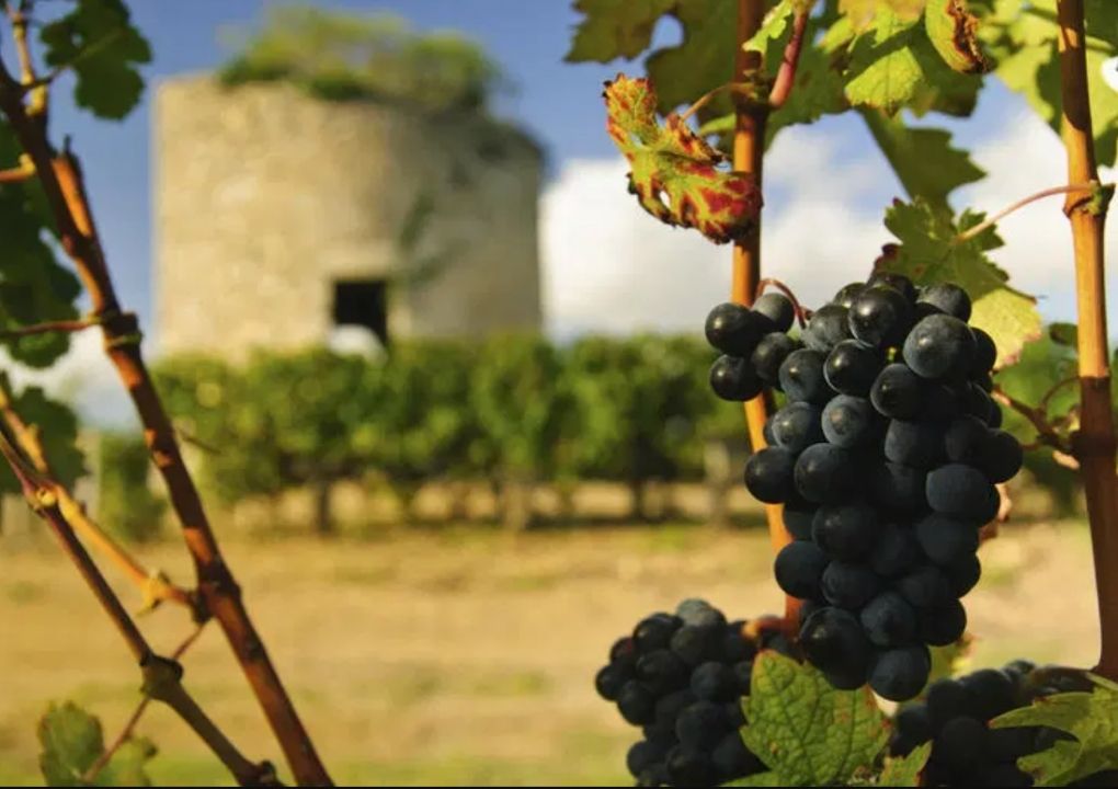 French vineyards
